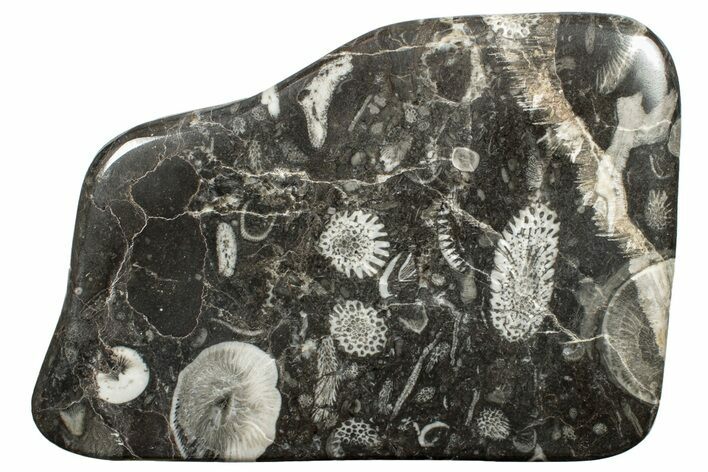 Polished Devonian Fossil Coral and Bryozoan Plate - Morocco #255621